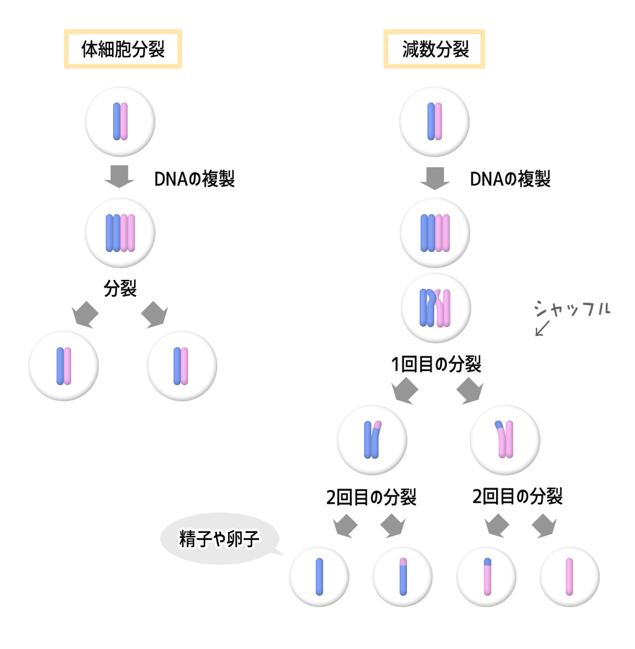 減数分裂とは