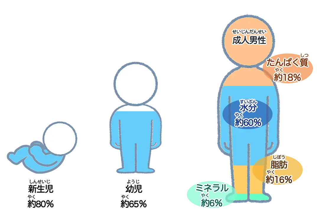 人間の身体は何からできてる？