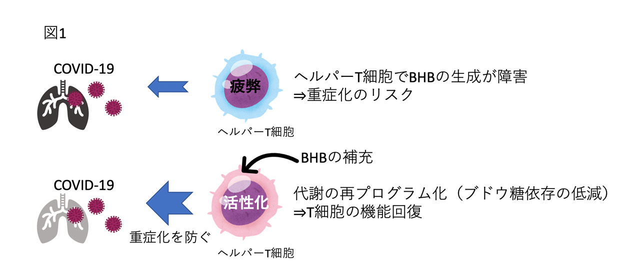 COVID-19によるケトン体生成の障害とエネルギー不足により疲弊してしまったヘルパーT細胞をBHBが回復させる