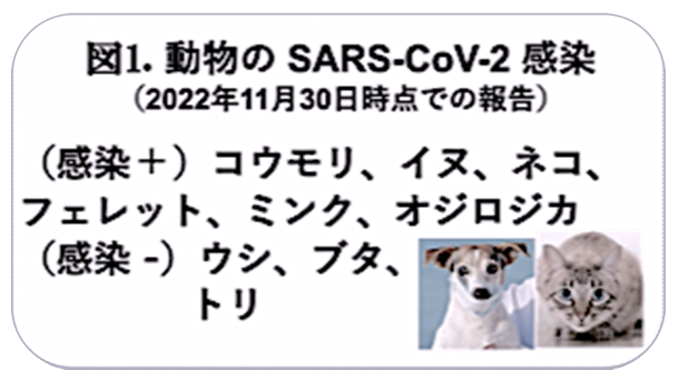 皮膚がんの症状