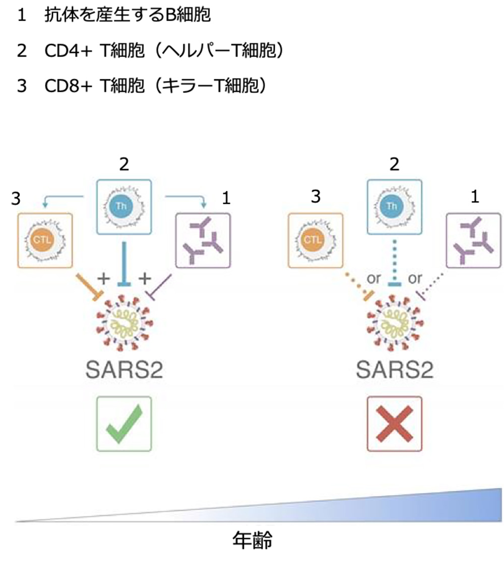 T細胞と抗体 どちらが重要 新型コロナ関連情報 公益財団法人 東京都医学総合研究所