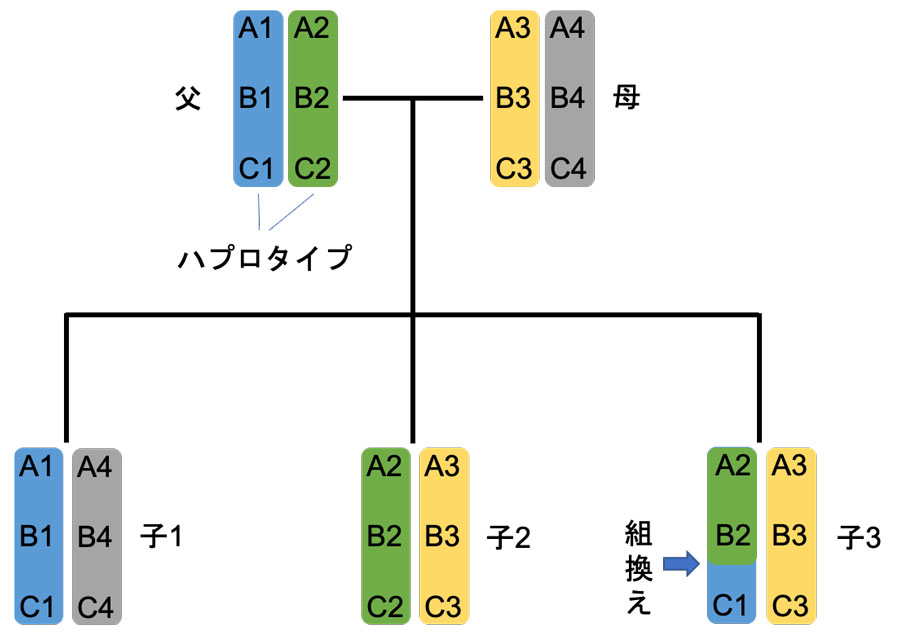 ハプロタイプについて