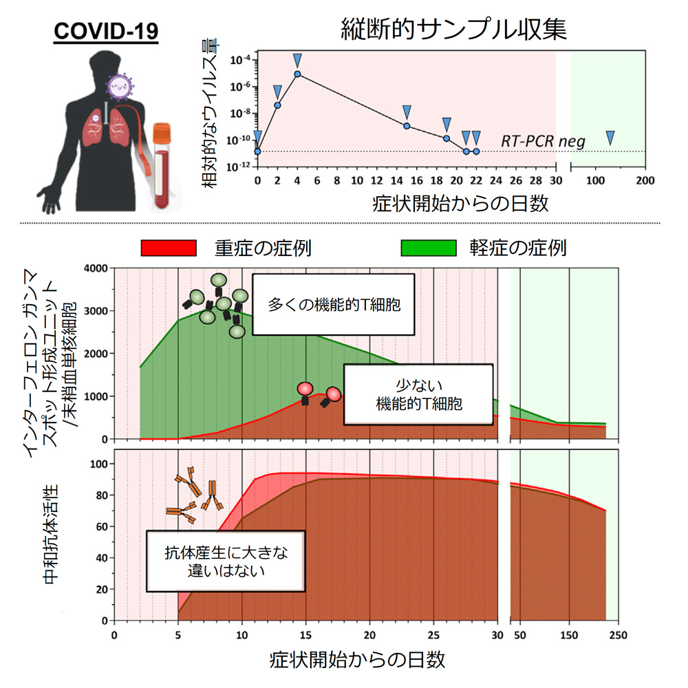 感染患者についての免疫反応の継時的解析の結果