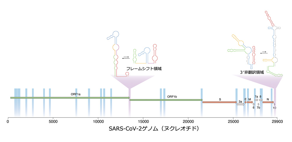 SARS-CoV-2ゲノム（ヌクレオチド）