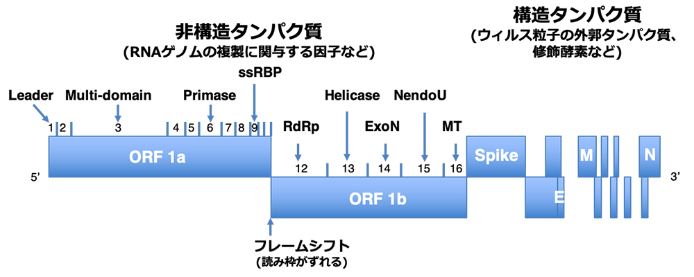 SARS-CoV-2のゲノム構造の模式図