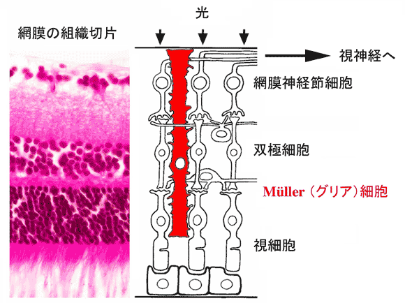 図1 網膜の形態