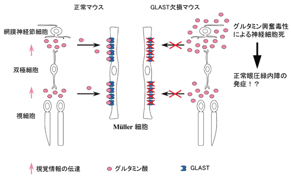 図2 GLAST欠損マウスではなぜ正常眼圧緑内障が発症するか？