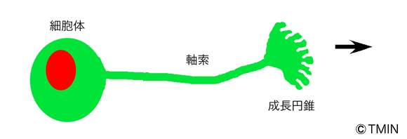 図1 神経細胞の形態