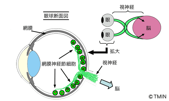 図2 視神経の構造