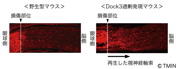 図3 視神経損傷後の軸索再生