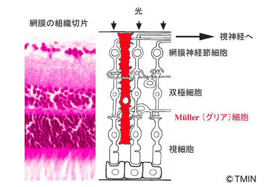 図1 網膜の形態