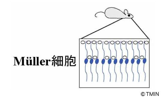 図2 今回作製に成功した遺伝子改変動物の網膜の模式図