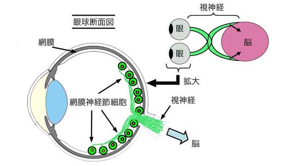 図1 網膜神経節細胞と視神経の関係