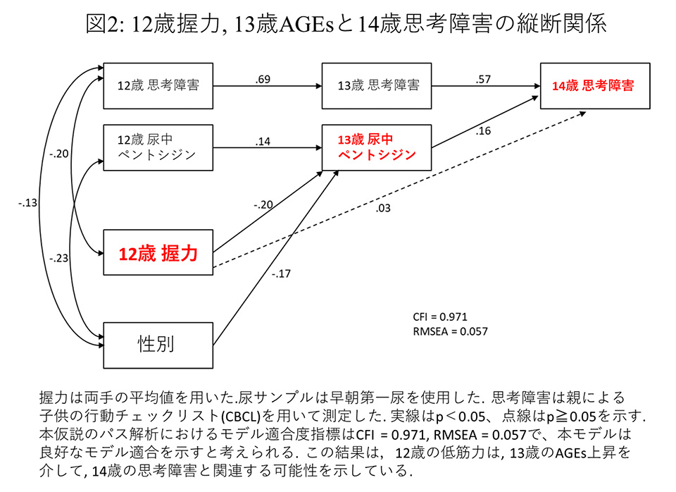 図2：12歳握力、13歳AGEsと14歳思考障害の縦断関係