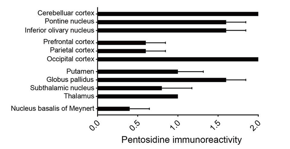 図2. 小脳・大脳基底核・前頭前野・視覚野（頭頂葉および一次視覚野）に顕著なペントシジン蓄積