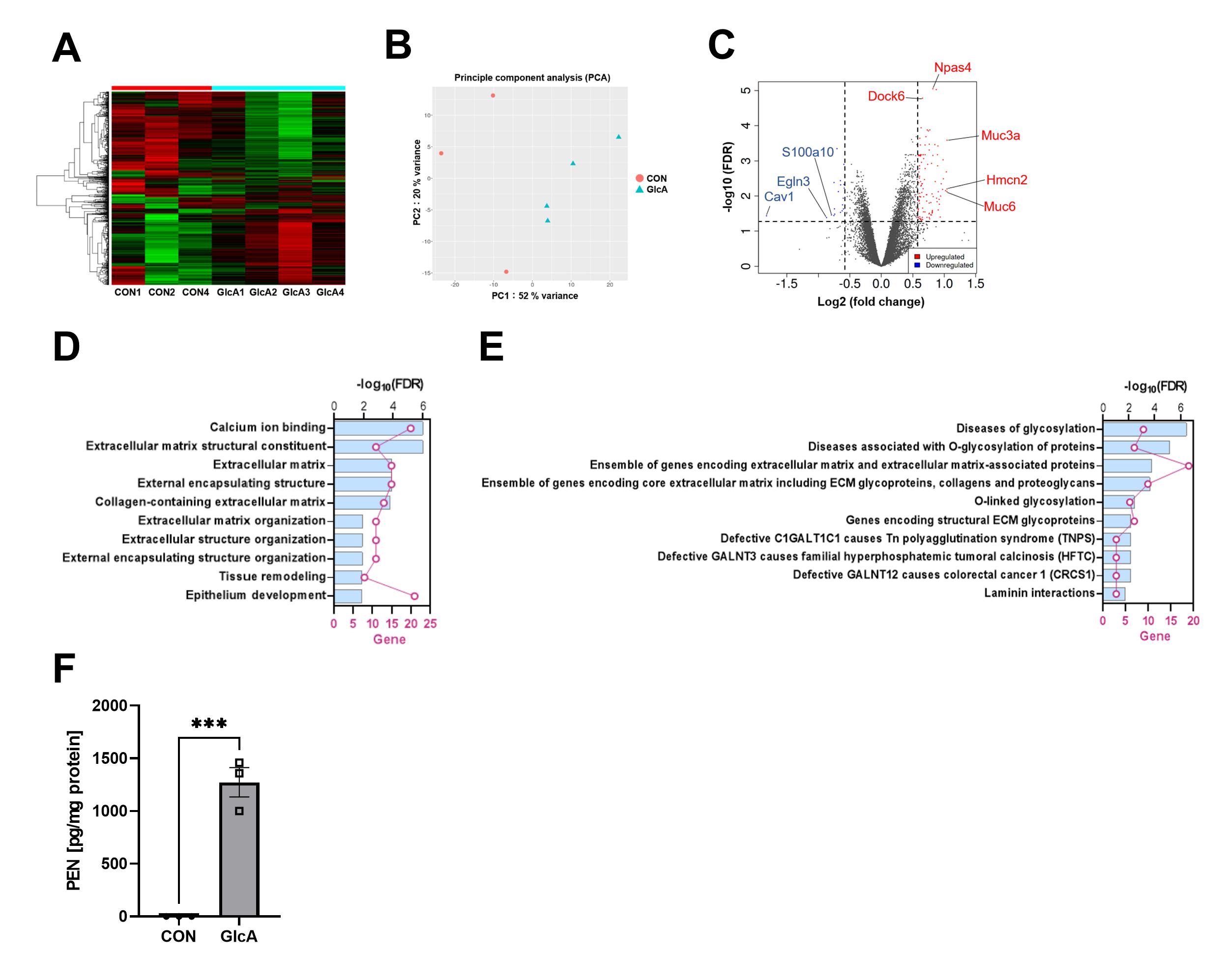Figure 2. Gene expression changes induced by GlcA treatment and protein pentosidine modification.