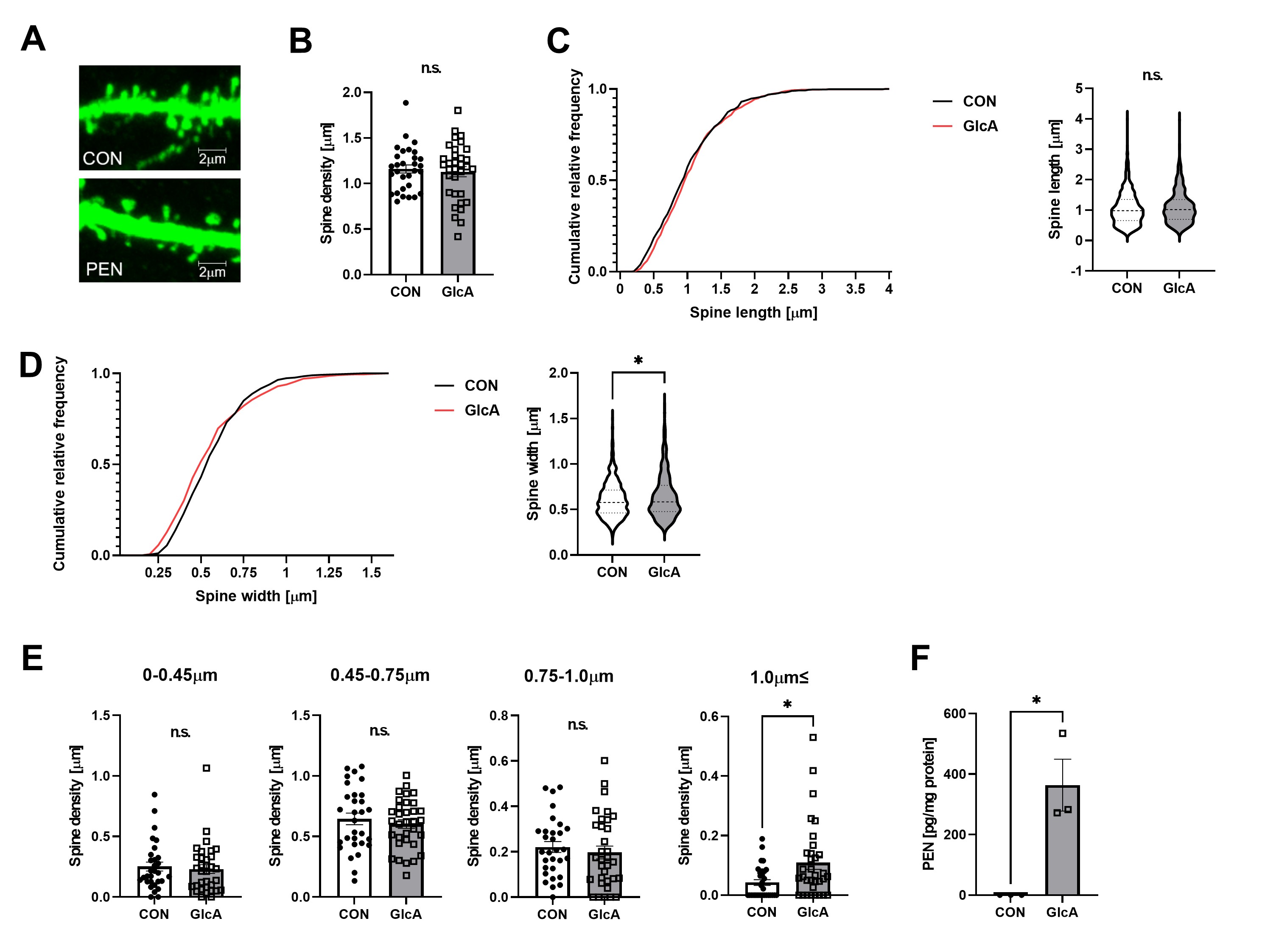 Figure 3. PEN modification of neuronal proteins induces dendritic spine enlargement