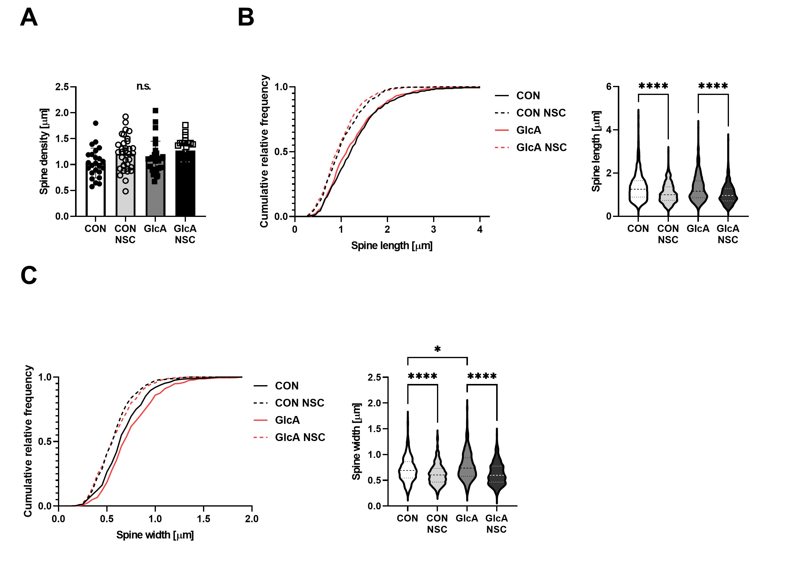 Figure 4. PEN modification induces dendritic spine enlargement through Rac1 activation