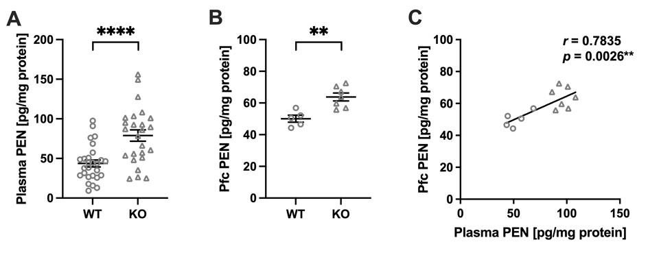 Fig. 1: PEN levels in Akr1a KO mice.