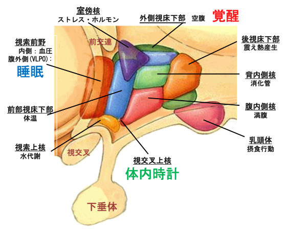 「視床下部」の画像検索結果