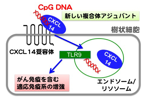 CXCL14-TLR9