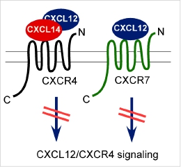 CXCL1420vs20CXCL12-CXCR4