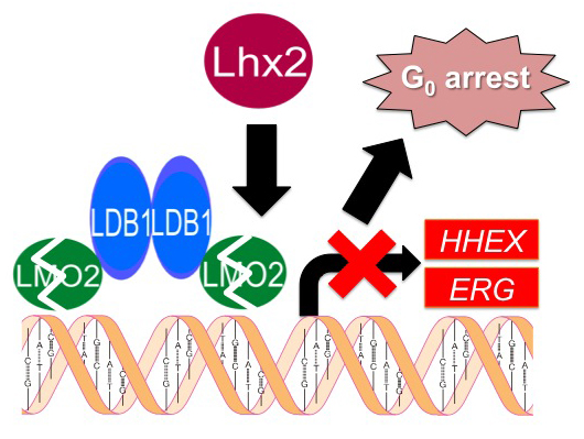 Lhx2-LMO2-HHEX