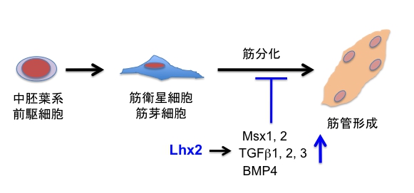 Lhx2-Muscle