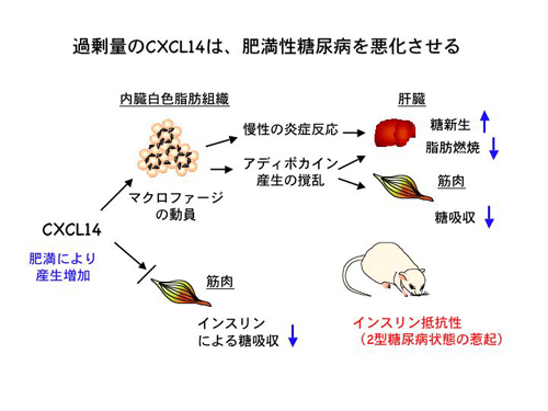 cxcl14-3