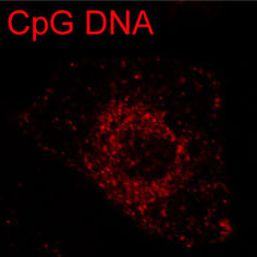 cpg_DNA