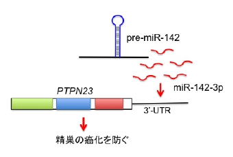 miR142-PTPN23