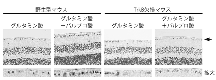 図３：バルプロ酸による神経保護効果はTrkB受容体を介している