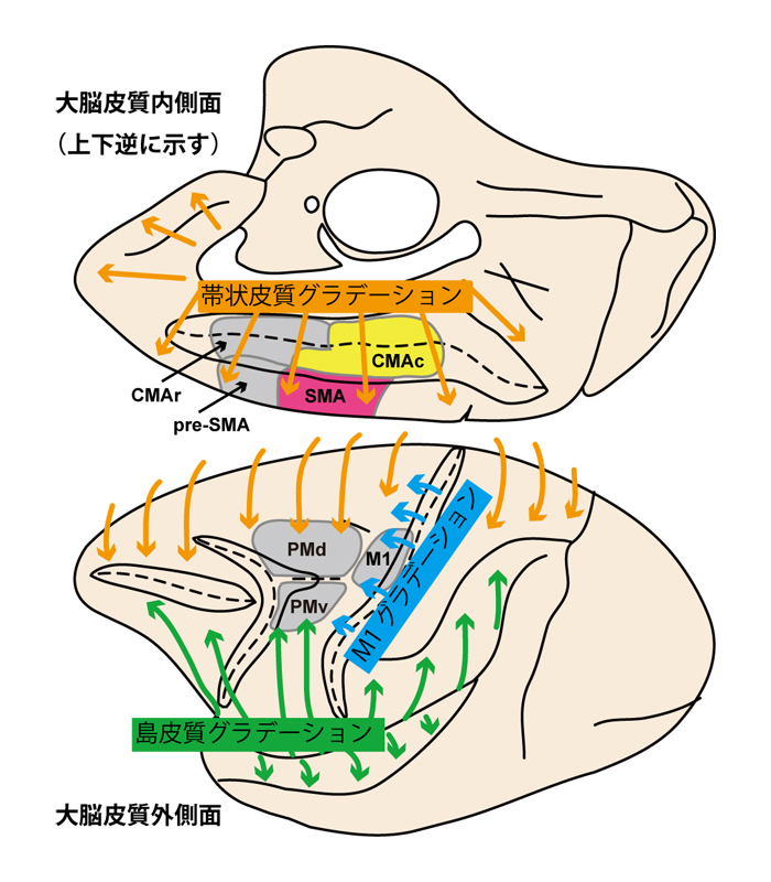 図１：前頭葉の７つの運動野と３つのグラデーション