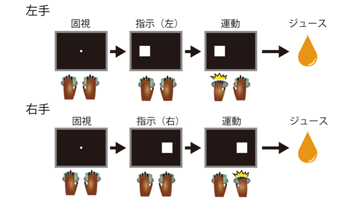 図２：行動課題