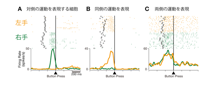 図３：３つの細胞活動の例。A, 対側細胞；B, 同側細胞；C, 両側細胞