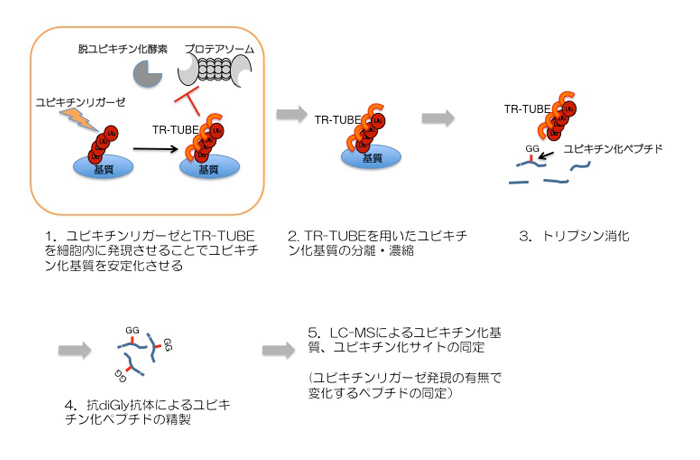 ユビキチンリガーゼの基質の同定プロトコールの概略図