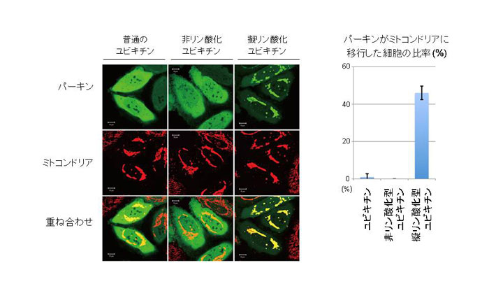 図１　ミトコンドリア局在ユビキチン鎖を導入した時のパーキンの局在変化