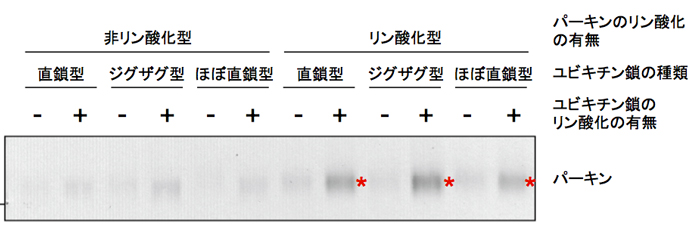 図４　リン酸化されたパーキンは、リン酸化されたユビキチン鎖と結合する