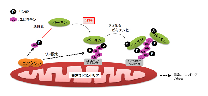 図５　今回明らかになったピンクワン・パーキン・ユビキチンによる異常ミトコンドリアの除去の仕組み