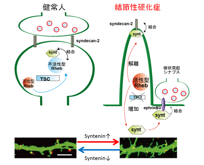 図１