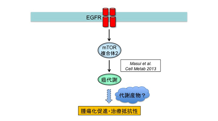 図１