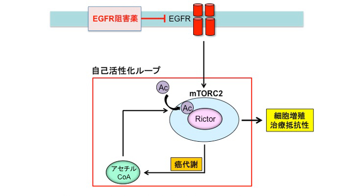 図２