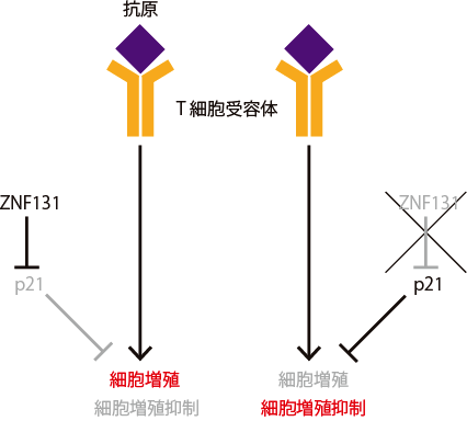 図 ZNF131によるT細胞受容体刺激依存的な細胞増殖制御の仕組み
