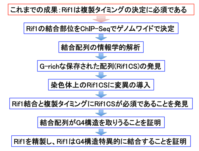 図2 研究の流れ