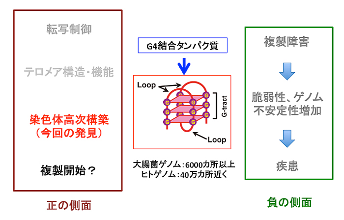 図４