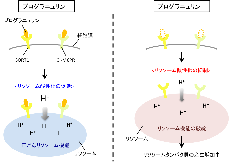 プログラニュリン リソソームの酸性化