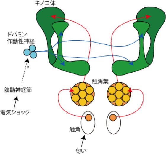 ハエの匂い記憶に関わる神経回路の古典的模式図