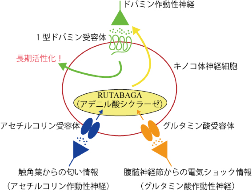 新規ドパミン放出機構モデル