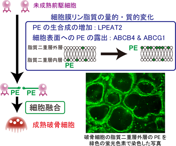 リン脂質 破骨細胞の分化融合のメカニズム