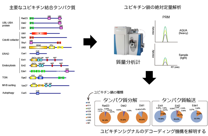 ユビキチン ユビキチン鎖の網羅的解析